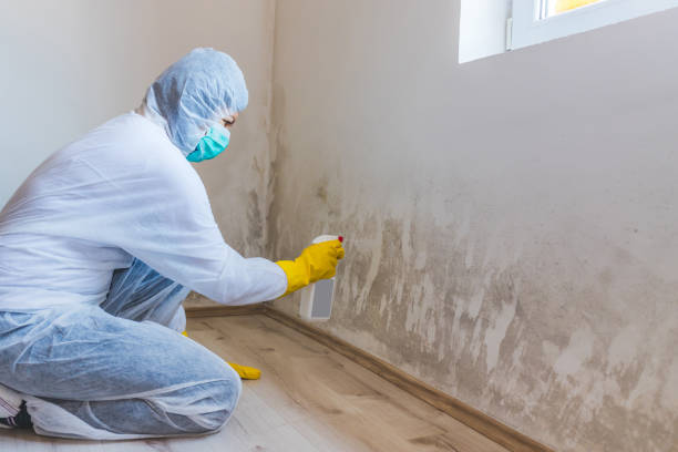 Professional mold removal team in Stevensville